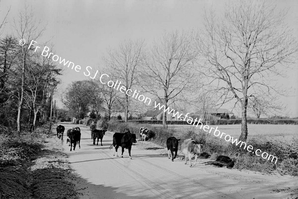 SNOW SCENE  CATTLE